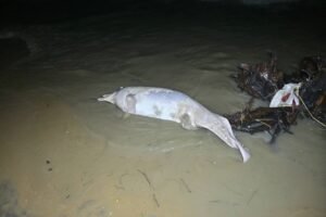 IMG-20261007-WA0064